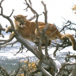 Мъж удуши пума, нападнала го в планината 