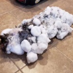 Замръзнала котка оживя след размразяването си