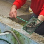 Рибки от Индонезия лекуват псориазис в село Сусам