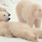 Белите мечки са застрашени от изчезване