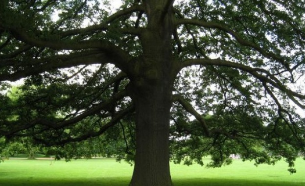 300-годишен дъб е българският претендент за „Европейско дърво на годината”