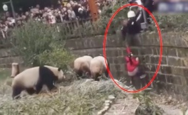 Дете падна в клетка с панди в Китай (ВИДЕО)