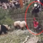 Дете падна в клетка с панди в Китай (ВИДЕО)