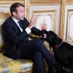 Как Елисейският дворец печели от кучето на Еманюел Макрон?