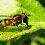 Как да се отървете от насекомите вредители по земеделските култури?