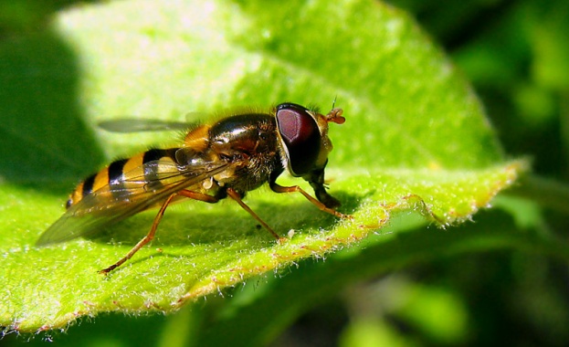 Дванадесет нови вида сухоземни насекоми и членестоноги, които никога досега