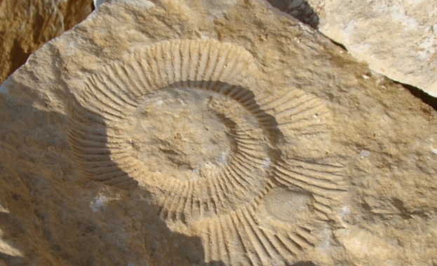 Голям фосил на праисторически охлюв е открит в скалите край Аврен 
