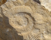 Египетски учени откриха фосил на 18 милиона години, който може да пренапише историята на приматите