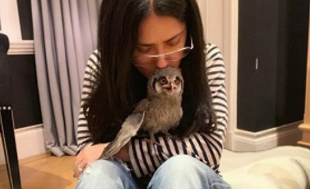 Салма Хайек осинови сова