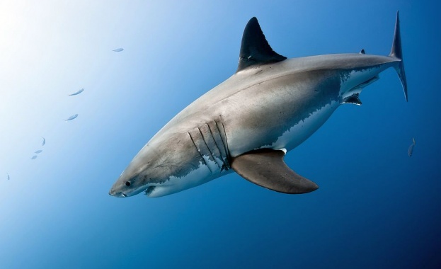Загадъчно струпване на акули край плажове в САЩ 