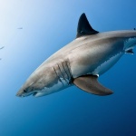 Над 70% от акулите по света са изчезнали