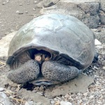 Откриха костенурка с две глави в Малайзия 