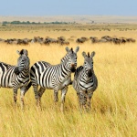  Зебрите имат райета заради мухите