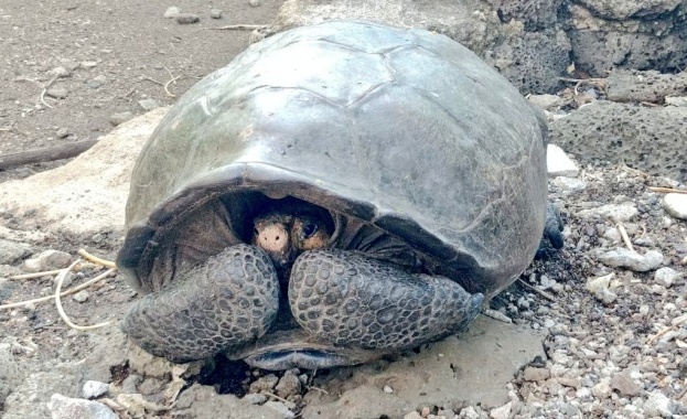 Откриха костенурка с две глави в Малайзия 