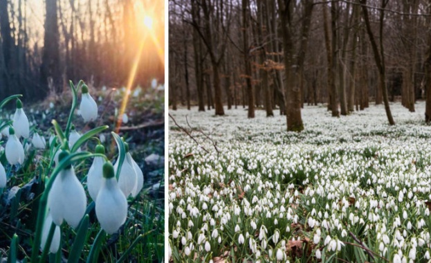 Село край Добрич осъмна с приказен килим от кокичета! (Видео)