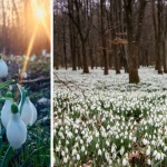 Село край Добрич осъмна с приказен килим от кокичета! (Видео)