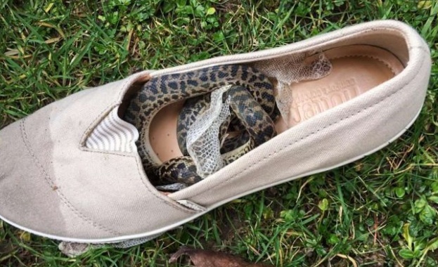 Змия гратисчийка пропътува три континента, навита в обувка 