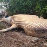 Мъртъв кит открит в амазонската джунгла