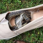 Змия гратисчийка пропътува три континента, навита в обувка 