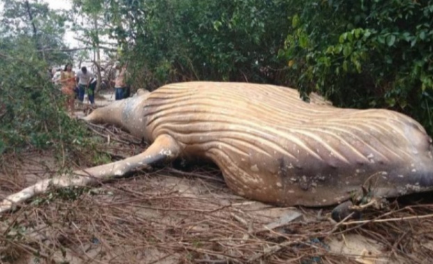 Мъртъв кит открит в амазонската джунгла