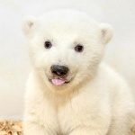 Застреляха мече в Щатите, било твърде любвеобилно 