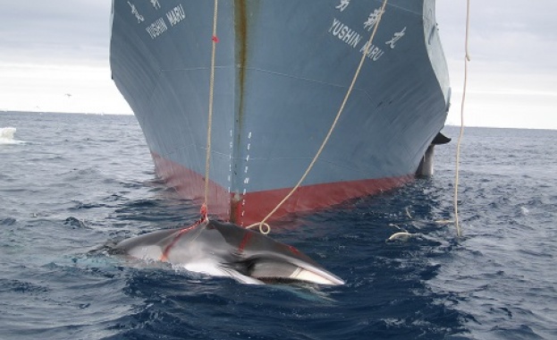 87 ранени при сблъсък между ферибот и кит в Япония