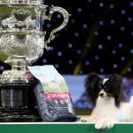 Малко куче порода папийон спечели престижно изложение в Бирмингам