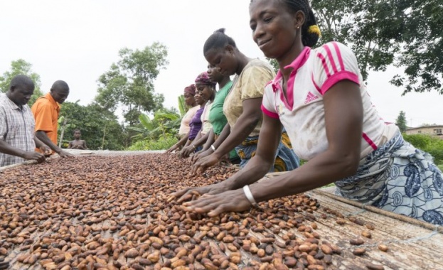 Големите африкански заводи за какао в Кот д`Ивоар и Гана