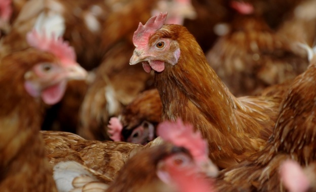 Огнище на птичи грип в лично стопанство установи Областната служба
