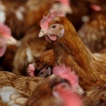 Най-много се отглеждат птици у нас, овцете - намалели с 300 000