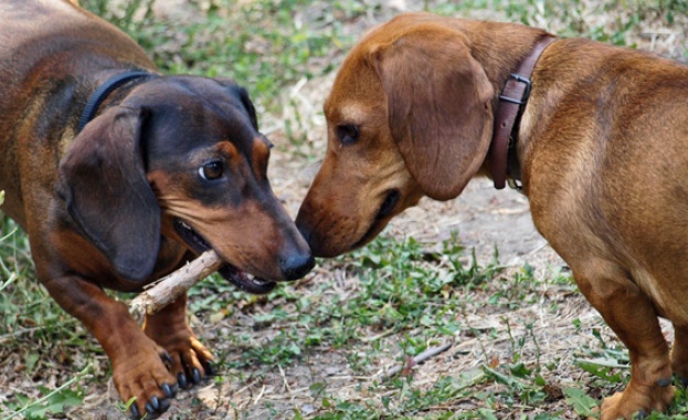 Разкриха коя е най-хапещата порода кучета в Русия 