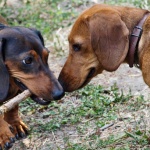 Разкриха коя е най-хапещата порода кучета в Русия 