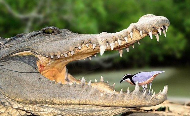 Крокодилите и птиците са били „праисторически приятели“
