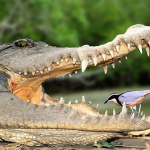 Майка спаси детето си, захапано от крокодил