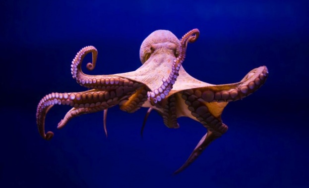 Октоподите променят цвета си по време на сън