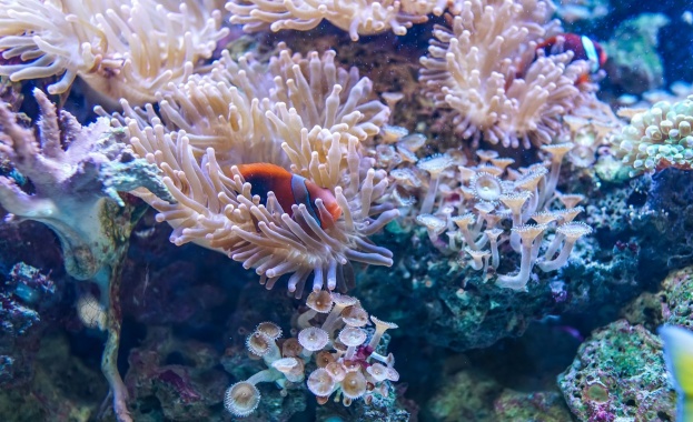 Близо една трета от тайванските коралови рифове са обречени на