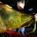 Откриха 40 килограма пластмаса в мъртъв кит