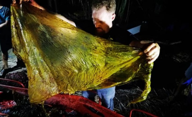 Откриха 40 килограма пластмаса в мъртъв кит