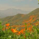  "Маков апокалипсис" в Калифорния 