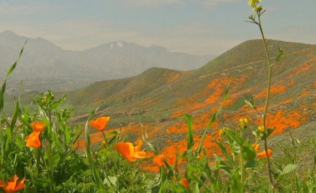  "Маков апокалипсис" в Калифорния 