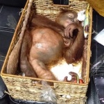 На остров Бали руски турист се опита да пренесе орангутан в куфар