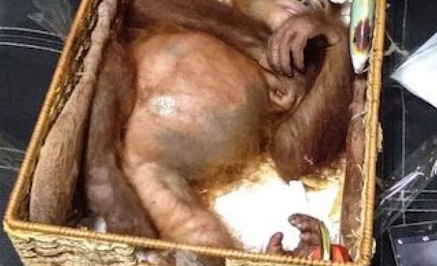 На остров Бали руски турист се опита да пренесе орангутан в куфар