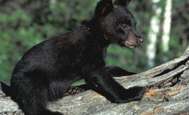 Снощи 04 06 2021г около 20 часа екип на РИОСВ