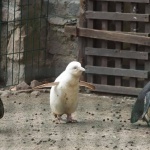 Зоологическа градина в Полша се сдоби с уникален пингвин 