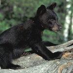 Малко мече потърси подслон в къща в село Кладница