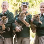 Зоопаркът в Сидни представи три малки редки тигърчета