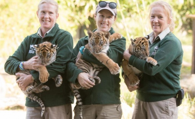 Зоопаркът в Сидни представи три малки редки тигърчета