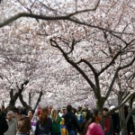 Уникална гледка: Цъфнала сакура във Вашингтон 