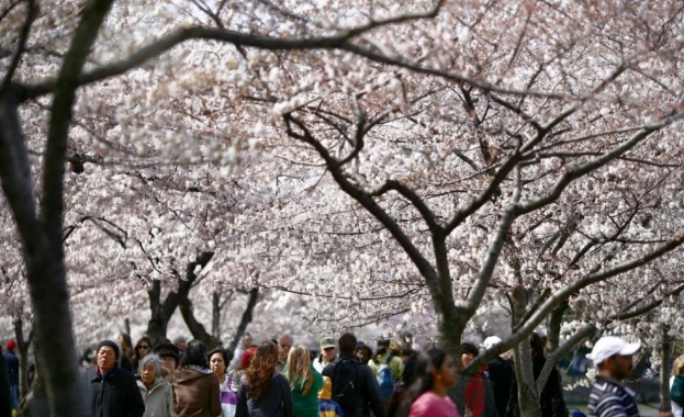 Уникална гледка: Цъфнала сакура във Вашингтон 