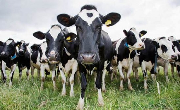 В Австрия издадоха наръчник за срещи с крави на алпийски пасища 